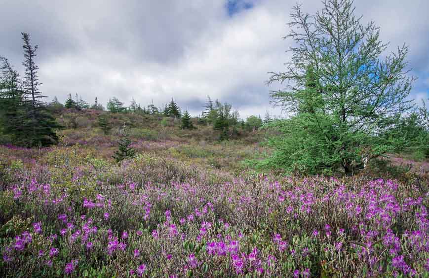 Pink rhododendrons (or are they azaleas?) coming into bloom