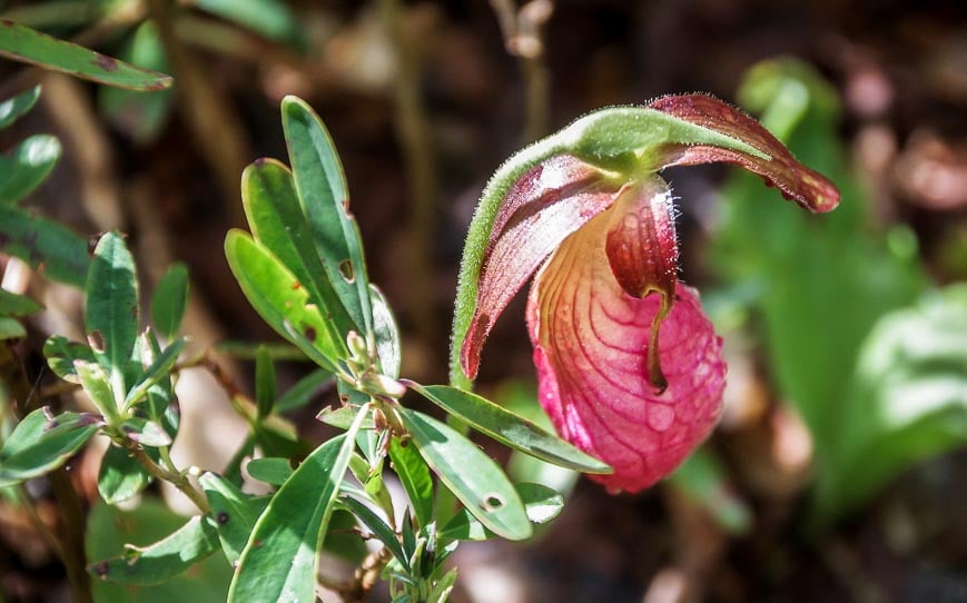 One of the lady slippers seen on the trail