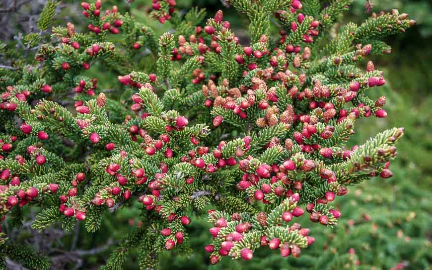 I'd never seen red pine-cones before