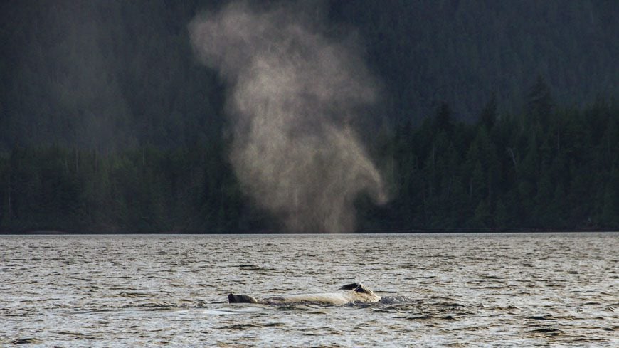 Dining and humpback whale watching - what a lucky combo when kayaking Gwaii Haanas