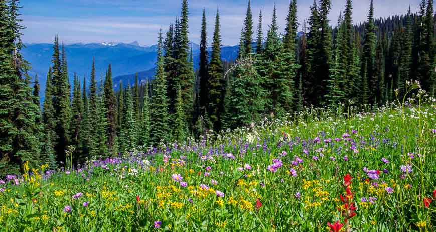 Masses of wildflowers on the hike to Eva Lake