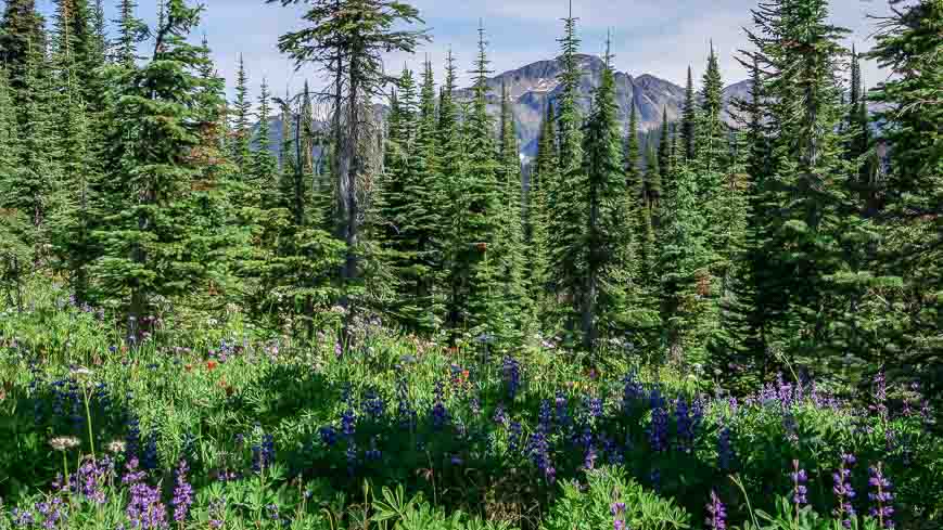 Mt Revelstoke National Park is famous for its wildflowers