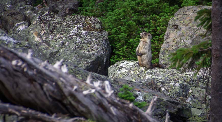 This marmot let out an ear piercing whistle - so loud it made me jump