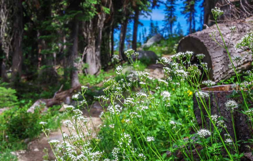 August is such a great time to hike the Eva Lake Trail for the wildflowers