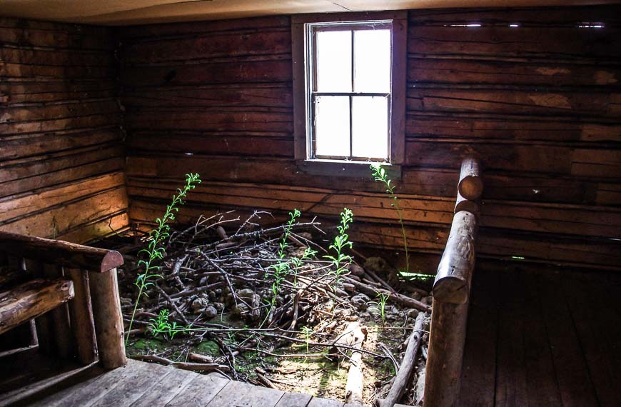 Two beavers, Rawhide and Jelly Roll shared the cabin with Grey Owl