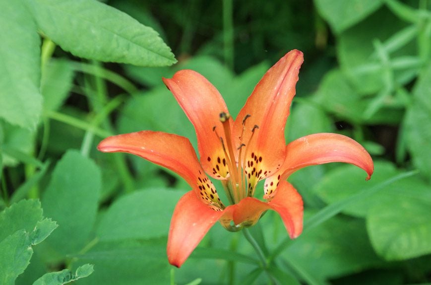 One of the pretty wildflowers I saw on many occasions along the trail