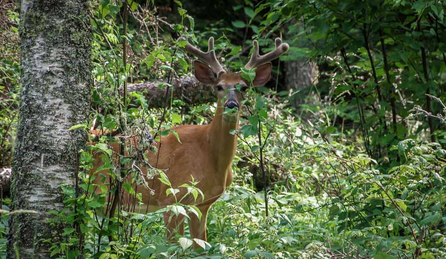 One of the many deer I saw along the trail