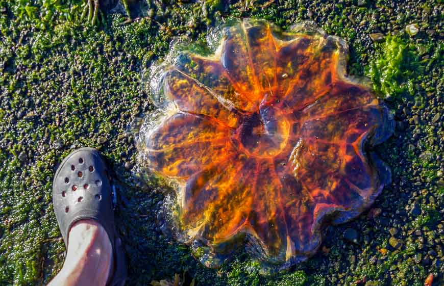 Giant jellyfish are plentiful on the west coast beaches