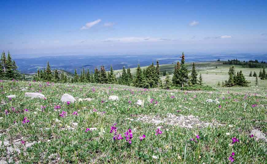 Wildflowers at the lower levels of the hike