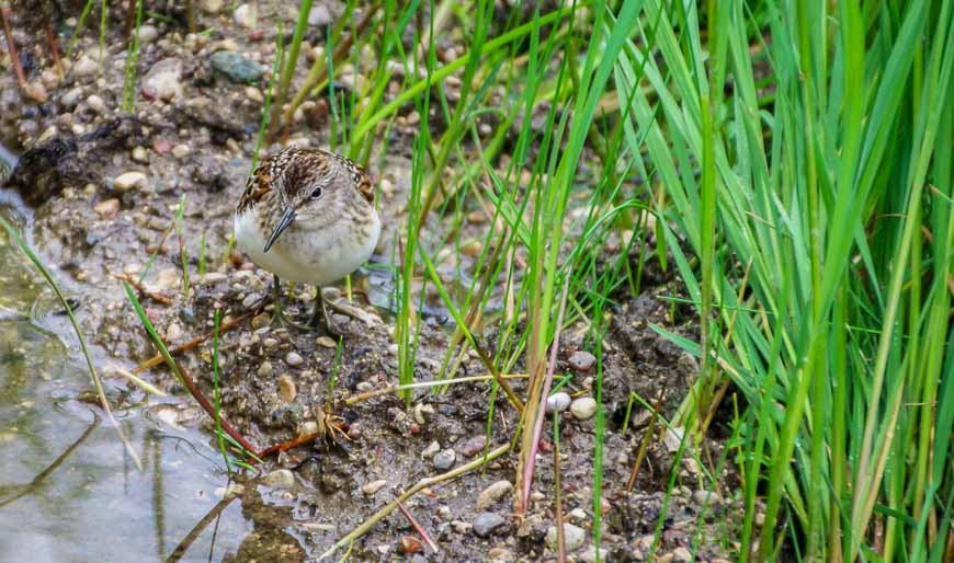 The spotted sandpiper had no fear of humans