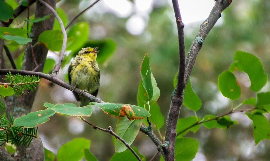 Excellent birding on Hecla Island