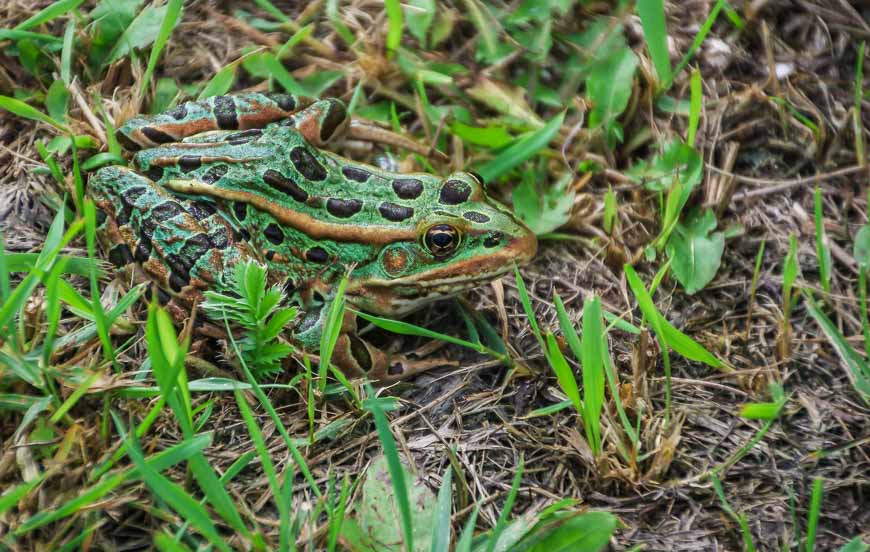 One of the zillion frogs that startled me as I walked towards the water at the park entrance