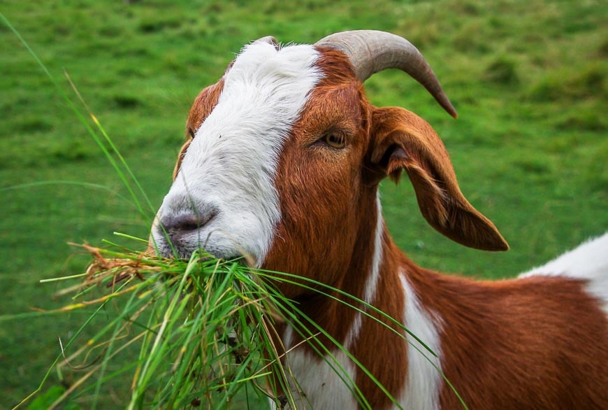 One of the friendly goats at Integrity Foods