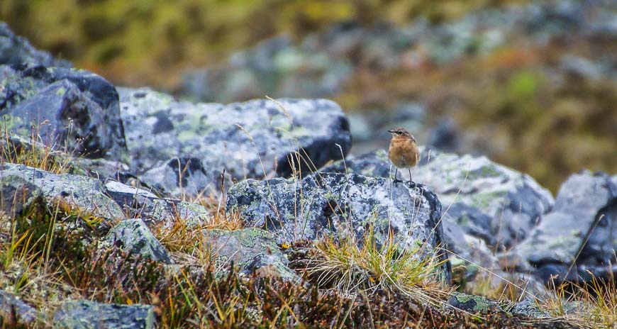 First sighting ever of a wheatear for me