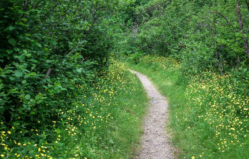 Back in a sea of green just minutes from the parking lot at the end of the Gros Morne Mountain hike