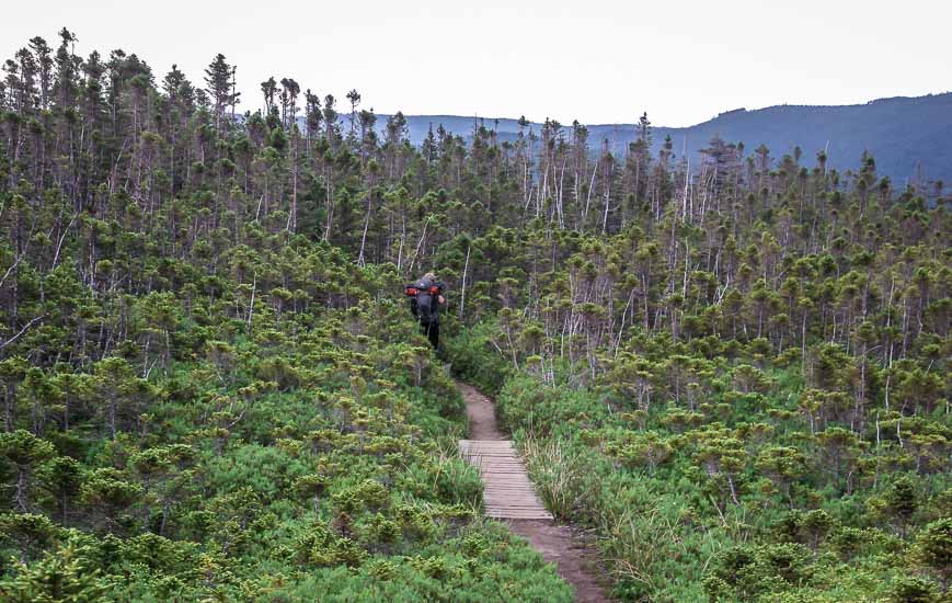 The path through thick vegetation called tuckamore