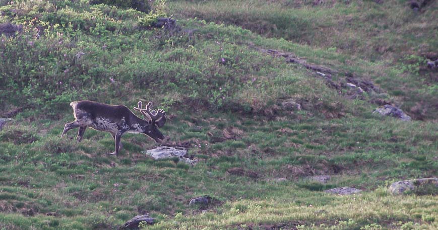 On the Gros Morne Long Range Traverse we saw only one caribou