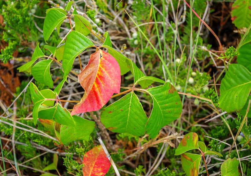 Poison ivy is everywhere in Spruce Woods Provincial Park