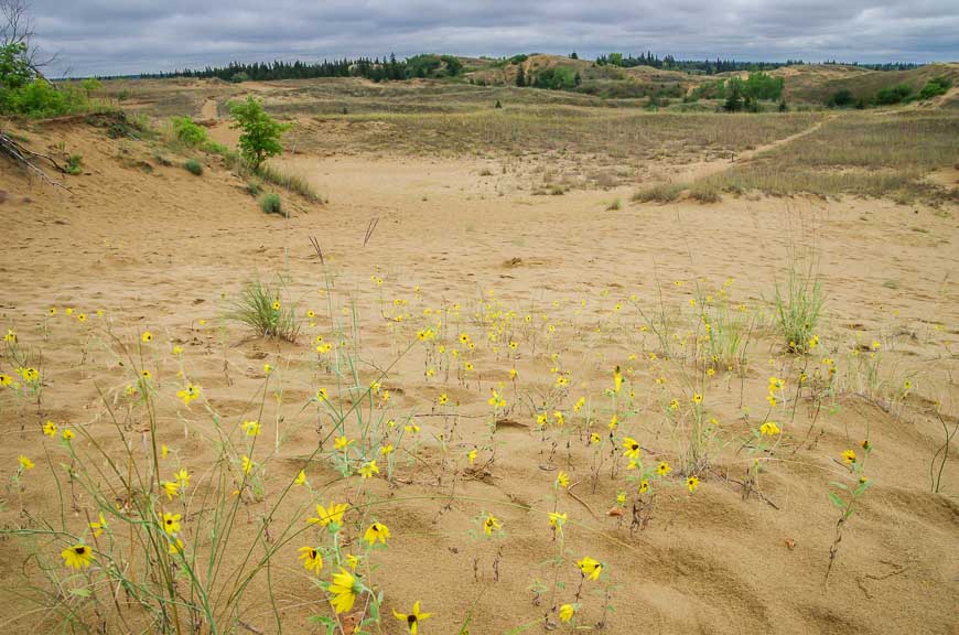 Yellow flowers (name?) are found in abundance in the sand