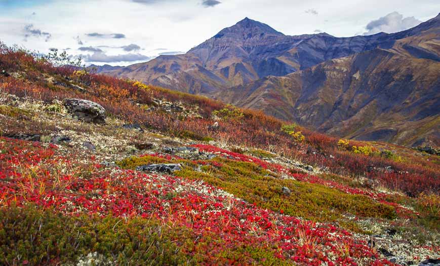 Spectacular fall colours on the Goldensides hike