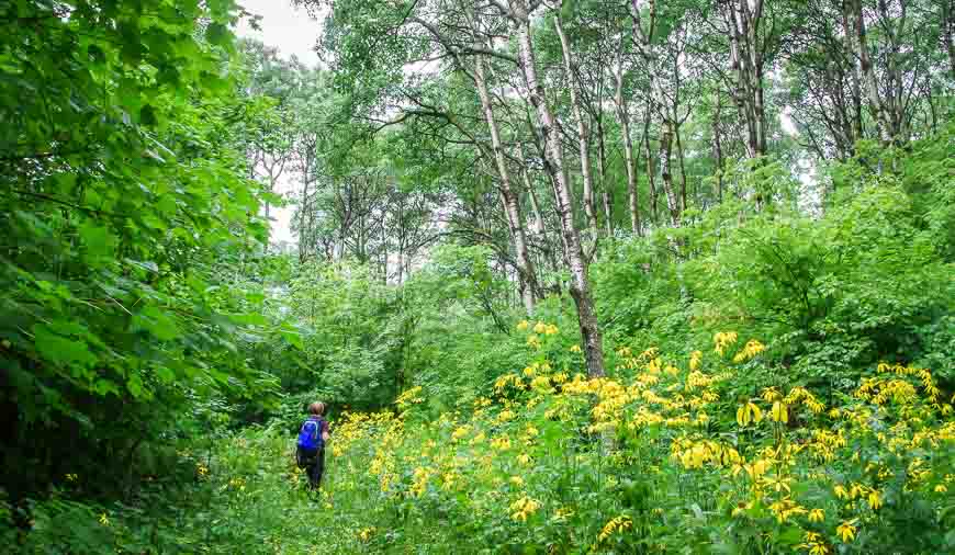 Beautiful flowers along the Gorge Creek Trail