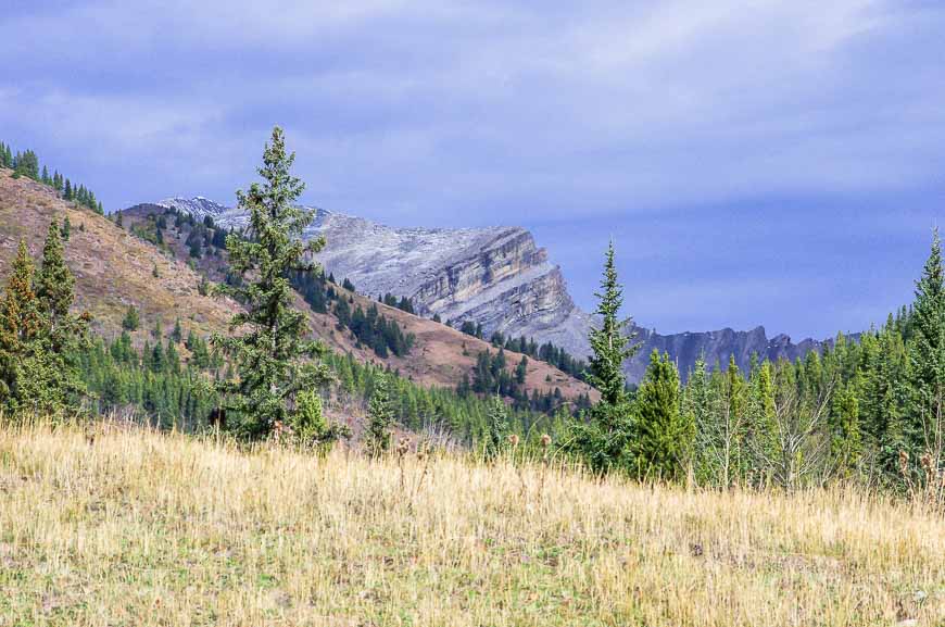 The view up to the mountains from a picnic area on the east side of the pass