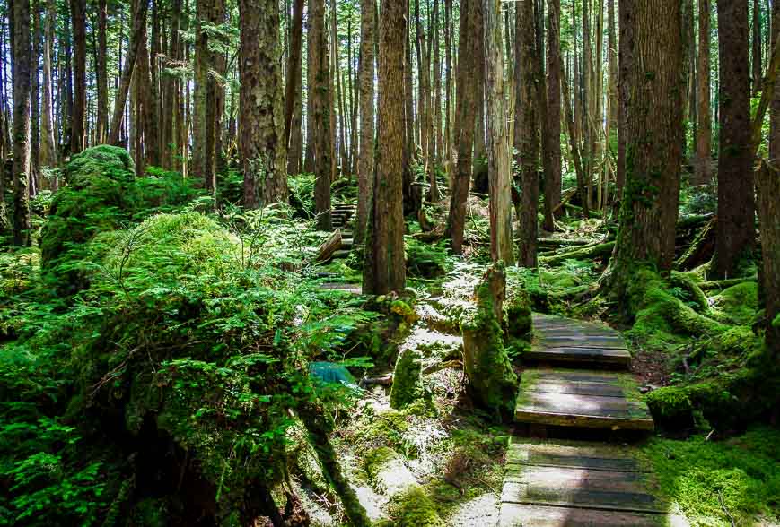 Walking on Ninstints on moss covered steps through the rainforest on route to the Watchmen's Cabin