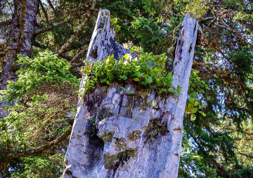 Totem close-up