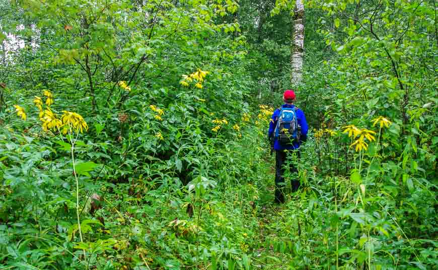 The Gorge Creek Trail starts off in dense woods