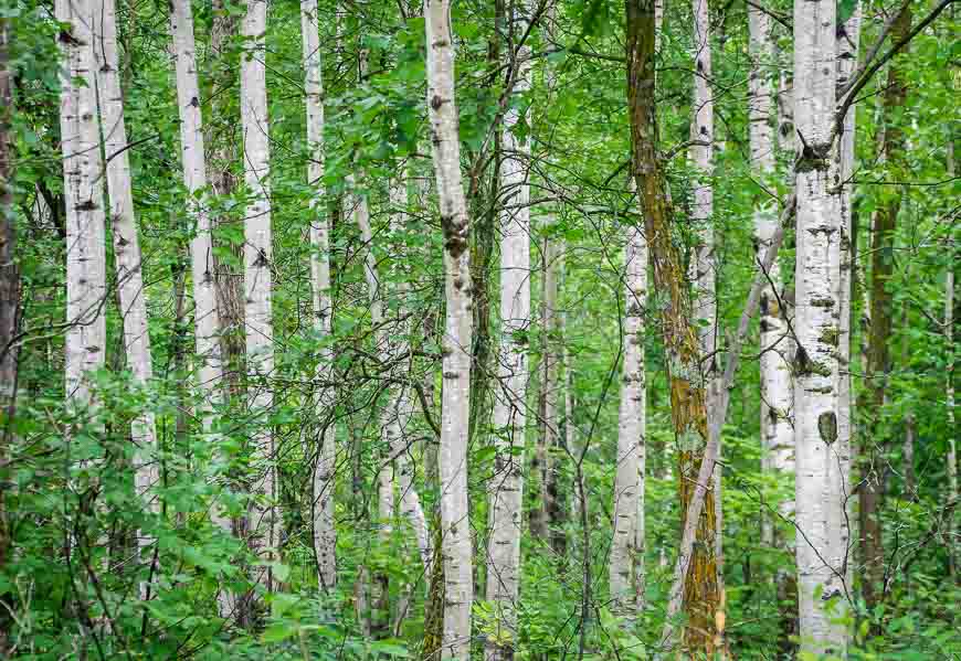 A beautiful stand of birch trees at the bottom of the Gorge Creek Trail