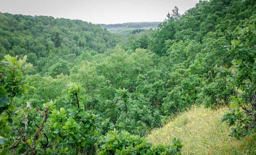 Lots of oak trees at the top of this trail