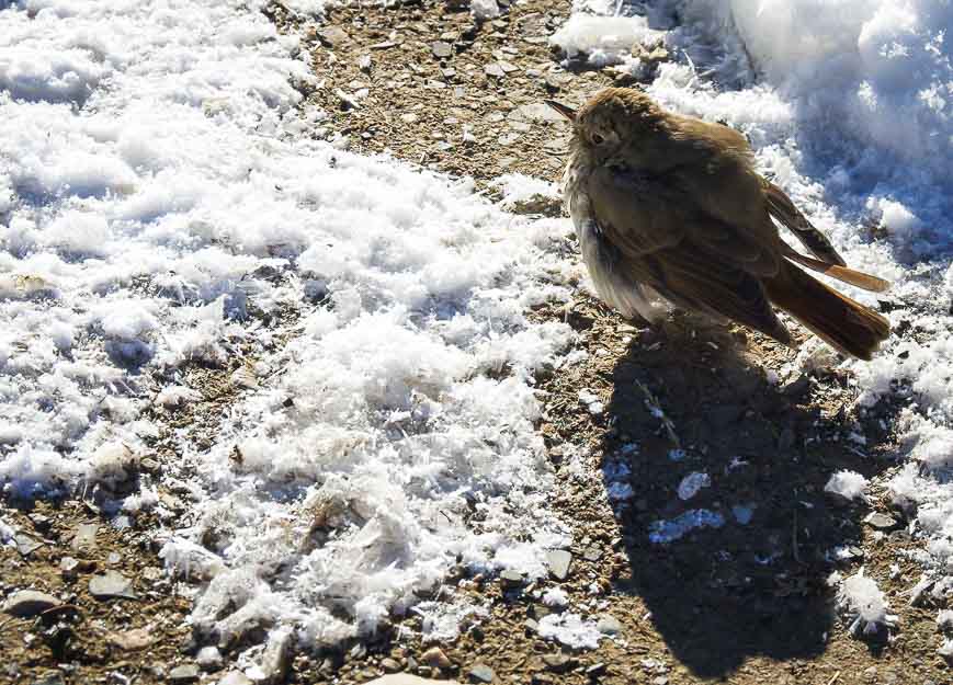 This poor bird was all fluffed up because of the cold