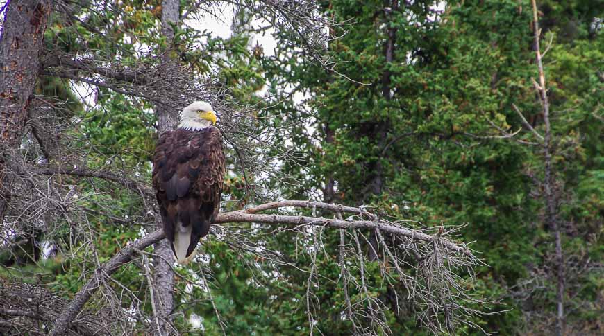 Several bald eagles were spied along the river