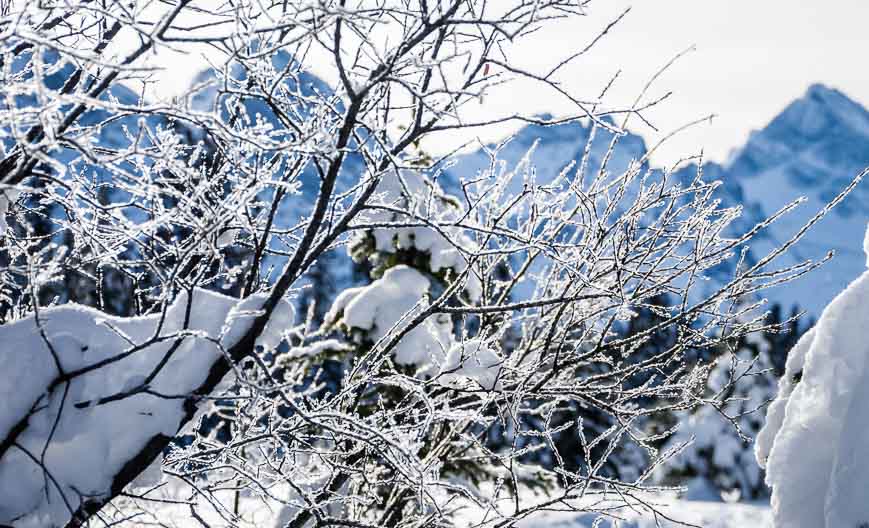 Shrubs look beautiful covered with frost