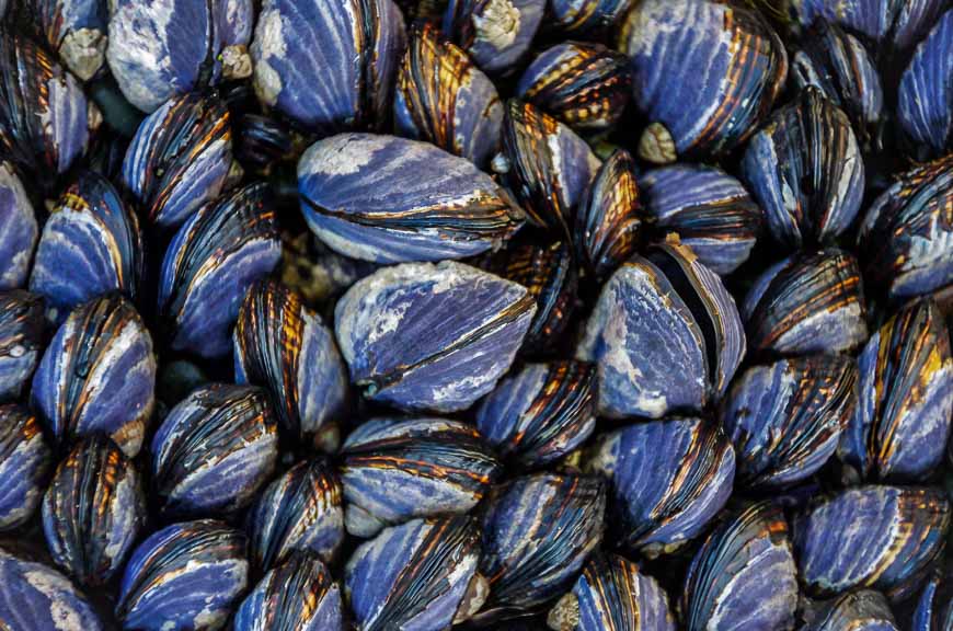 Masses of mussels