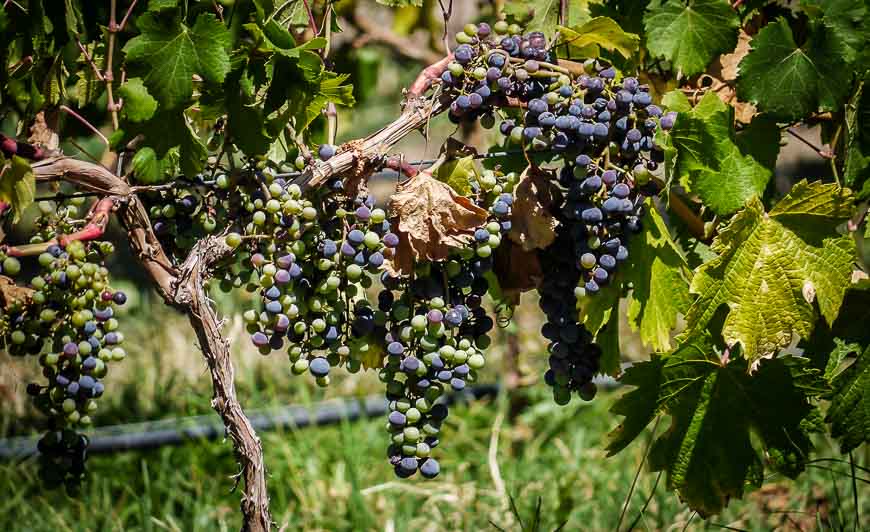 Things to do in Mendoza include wine tasting