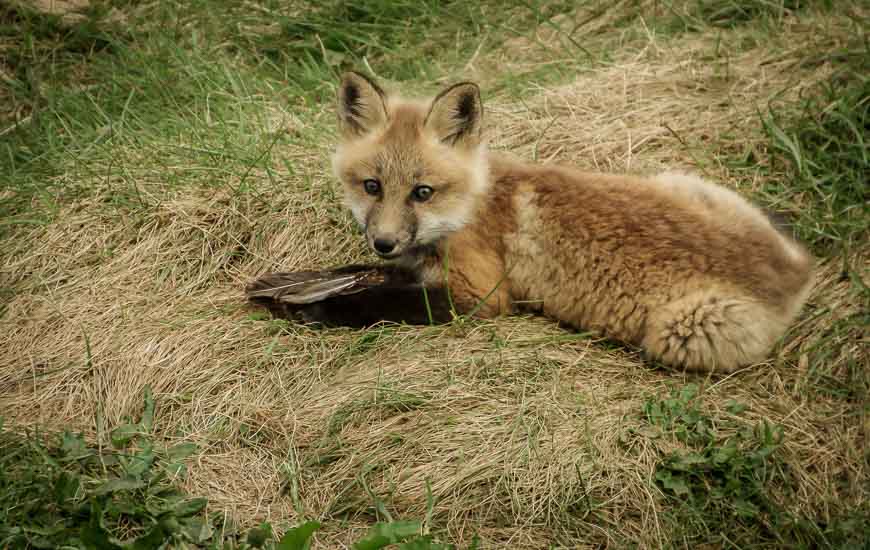 Baby fox on Skerwink Trail