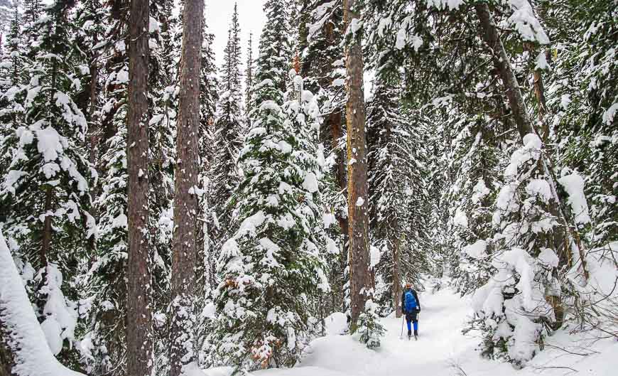 Most of the skiing until you reach Boom Lake is in the trees