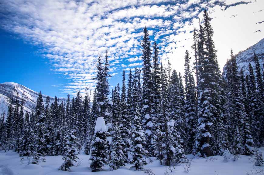 Corduroy clouds followed us from Kootenay National Park all the way to Calgary