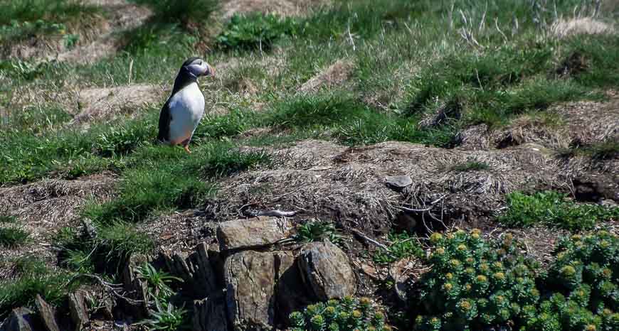 There's a puffin colony on the Bonavista Peninsula