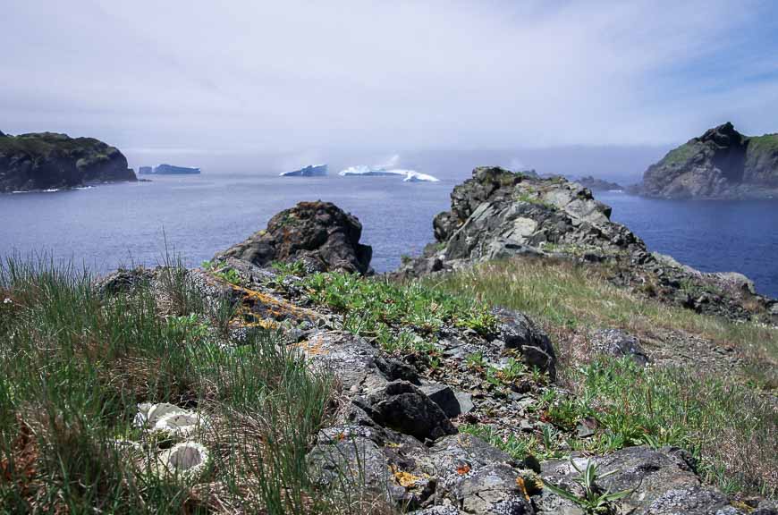 Sea urchins dropped by birds at the top of a cliff