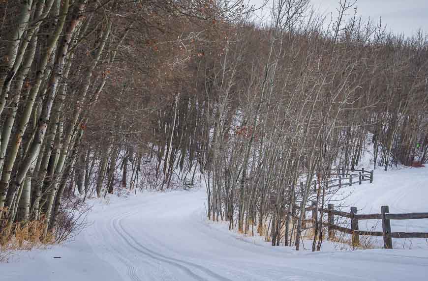 Really pretty cross country skiing in the trees in Camrose