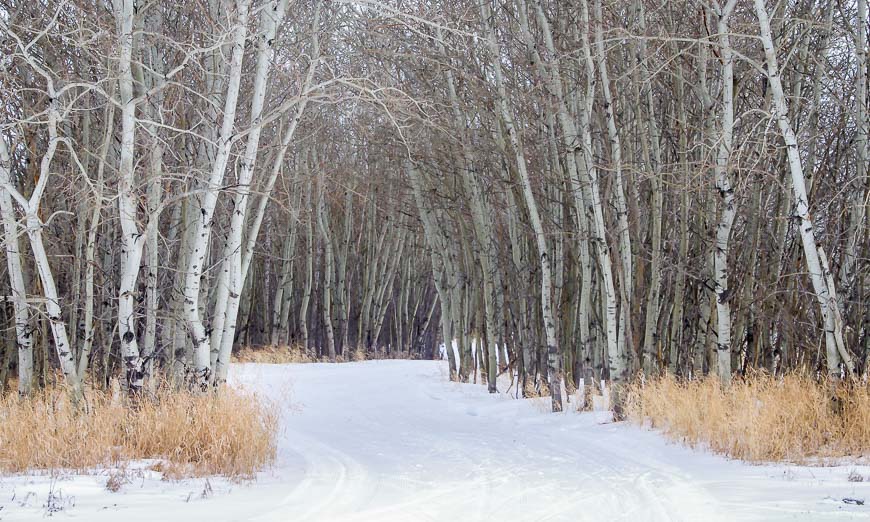 Ski through a tunnel of trees