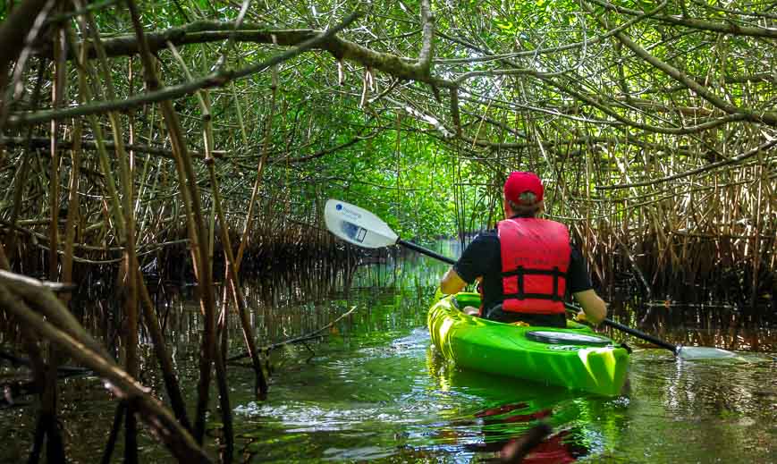 John paddling through another set of mangrove tunnels