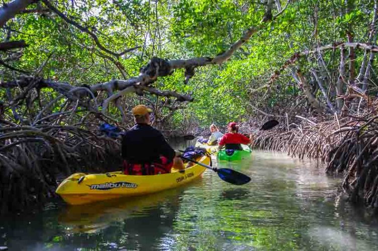 We're all enjoying the paddle through the mangrove tunnel