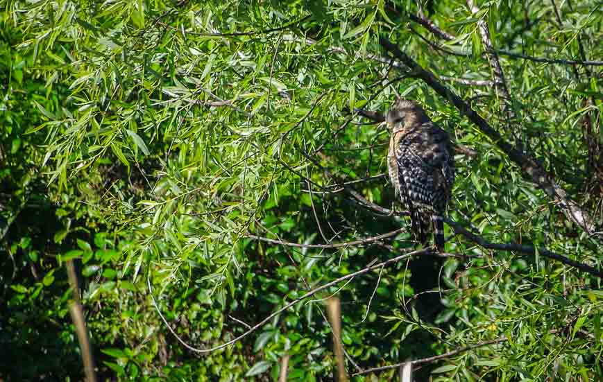 A beautiful red-shouldered hawk seen early on kayaking in Florida