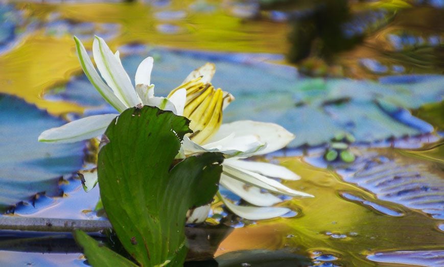 A few water lilies in bloom on the Turner River