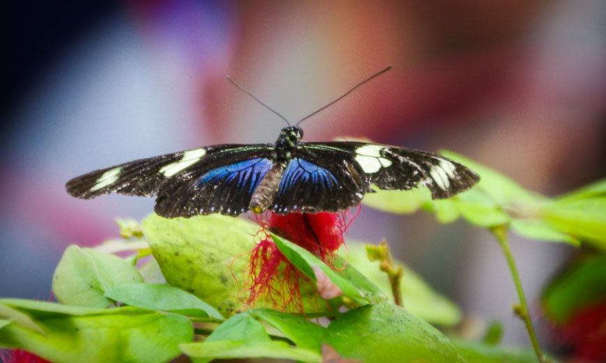 Lots of photography opportunities at the Butterfly Gardens