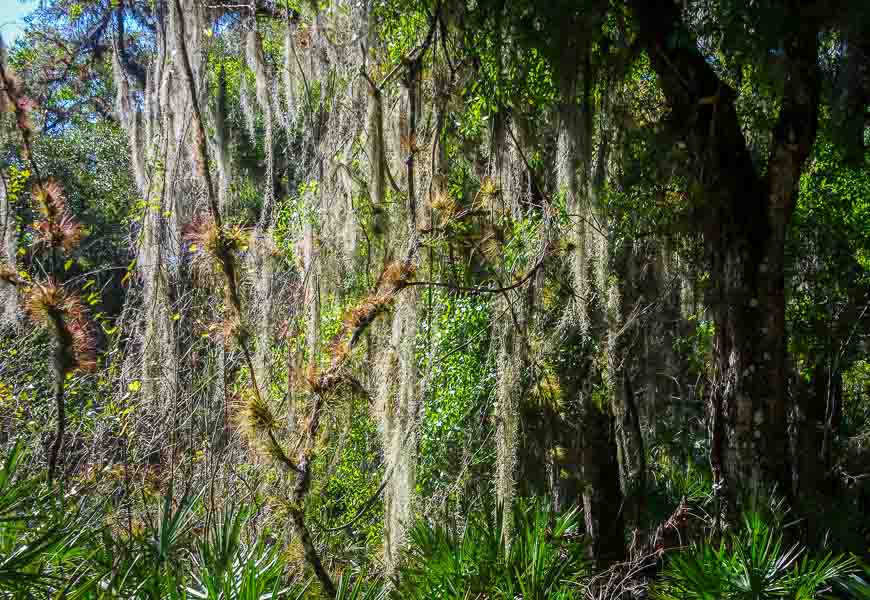 A forest in Myakka State Park filled with moss covered trees - Myakka River State Park