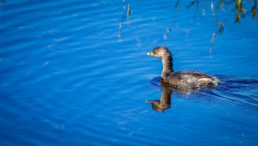 A grebe I believe